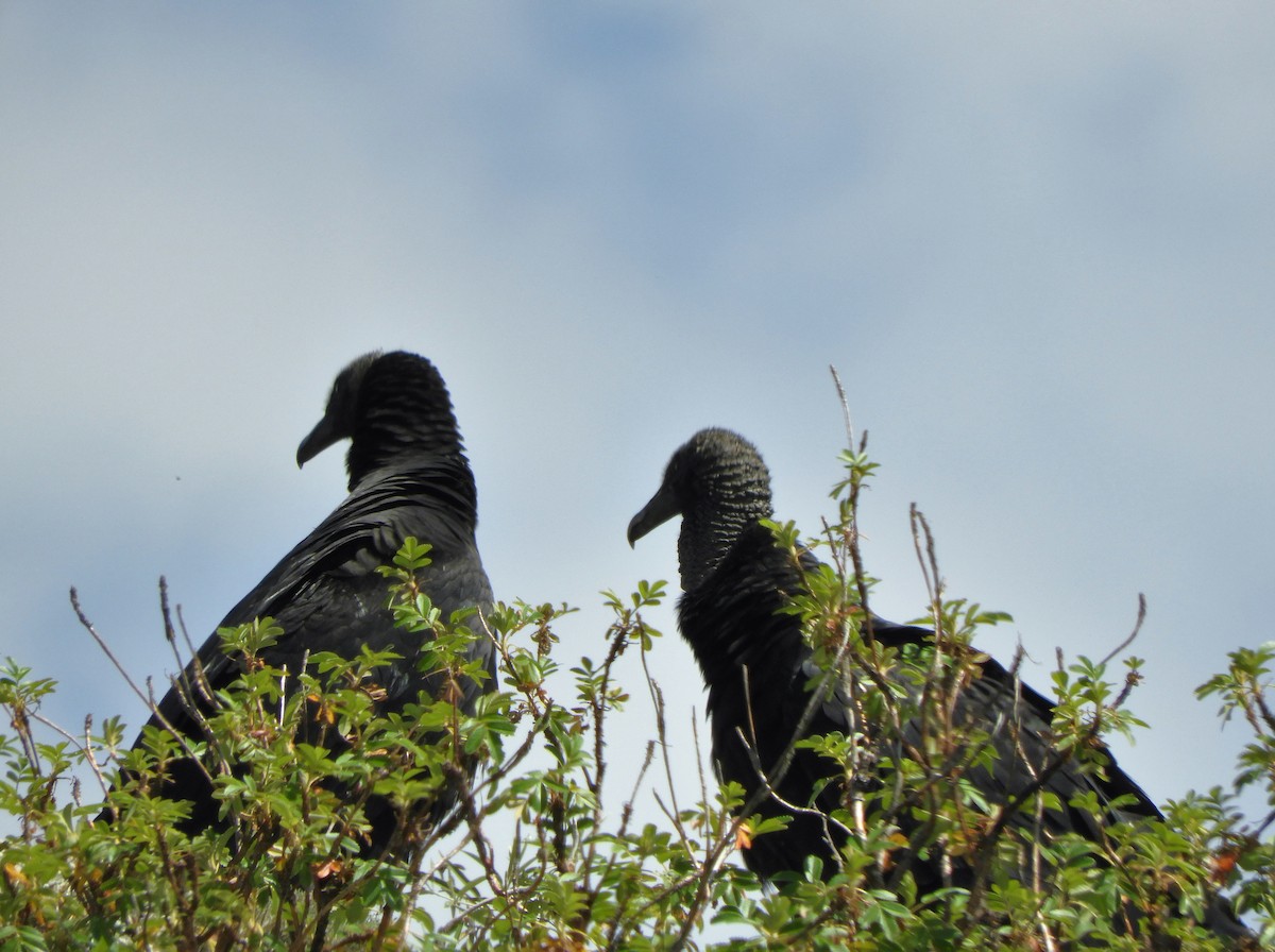 Black Vulture - ML620795598