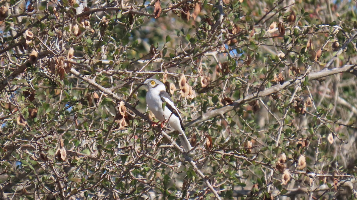 White Helmetshrike (Yellow-eyed) - ML620795599