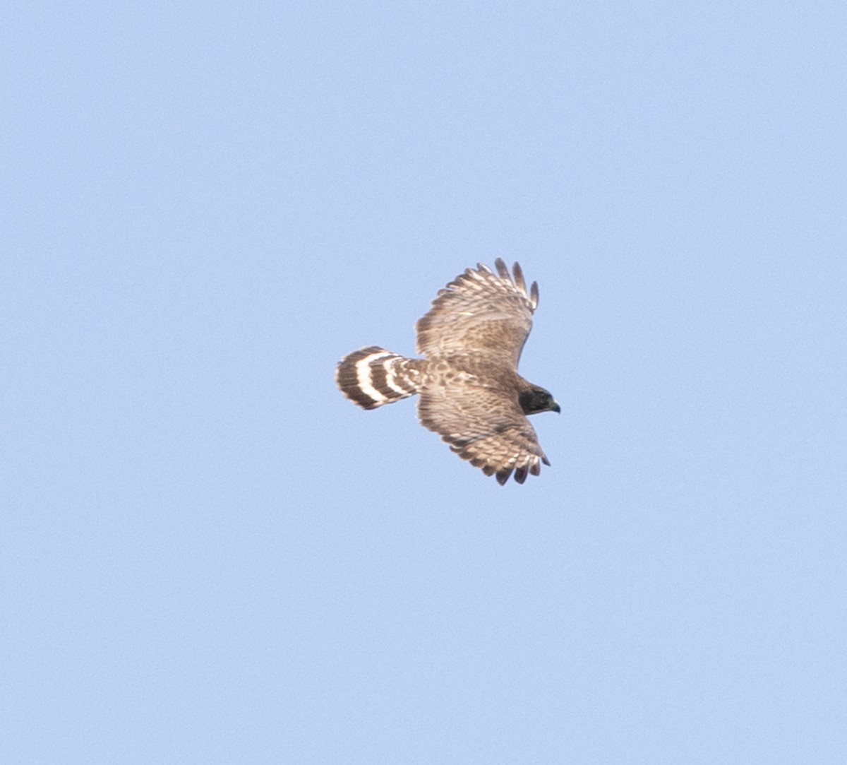 Broad-winged Hawk - ML620795602