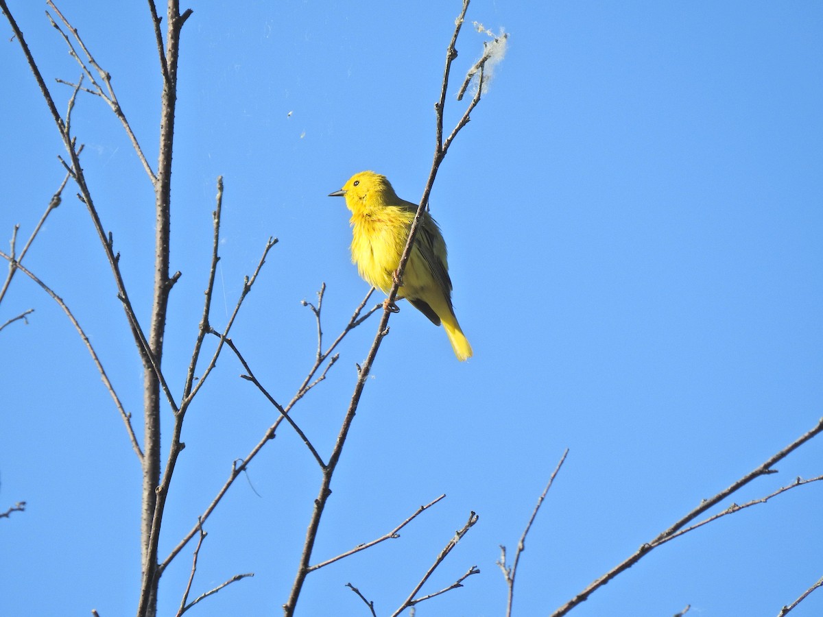 Yellow Warbler - ML620795603