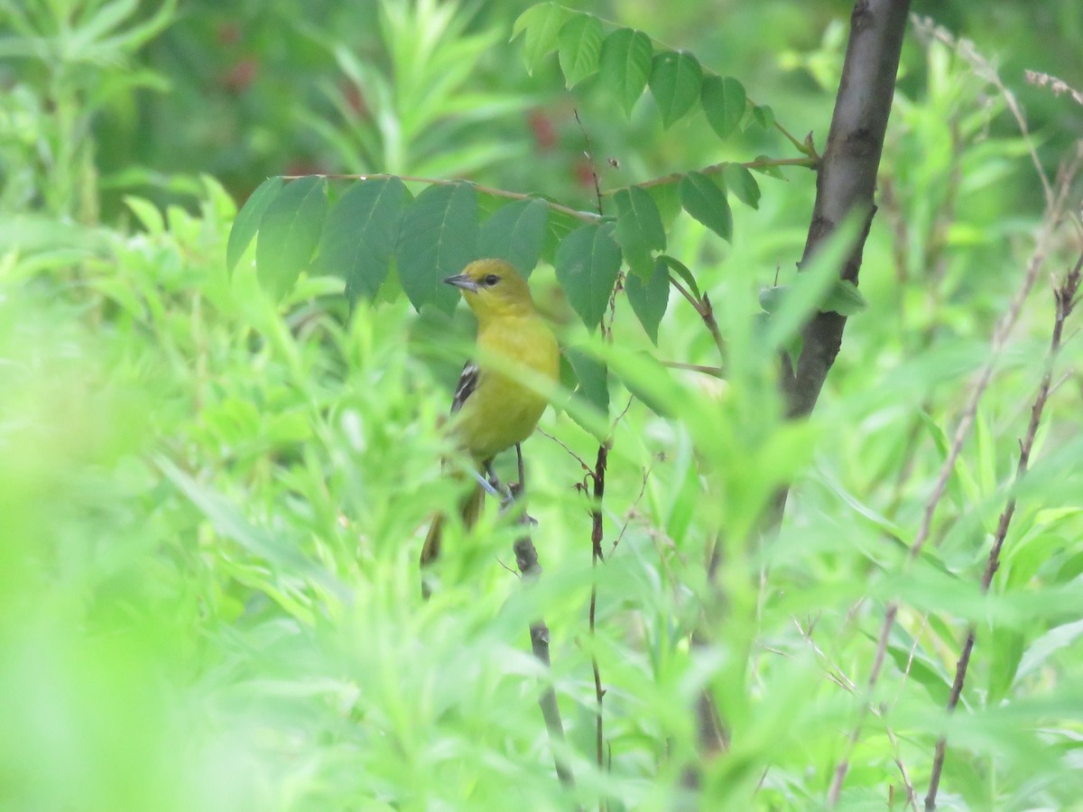 Orchard Oriole - ML620795607