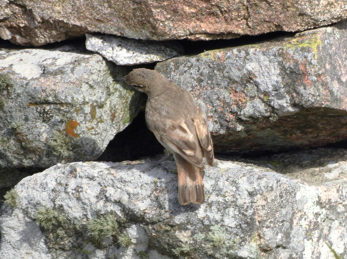 Rufous-banded Miner - ML620795610