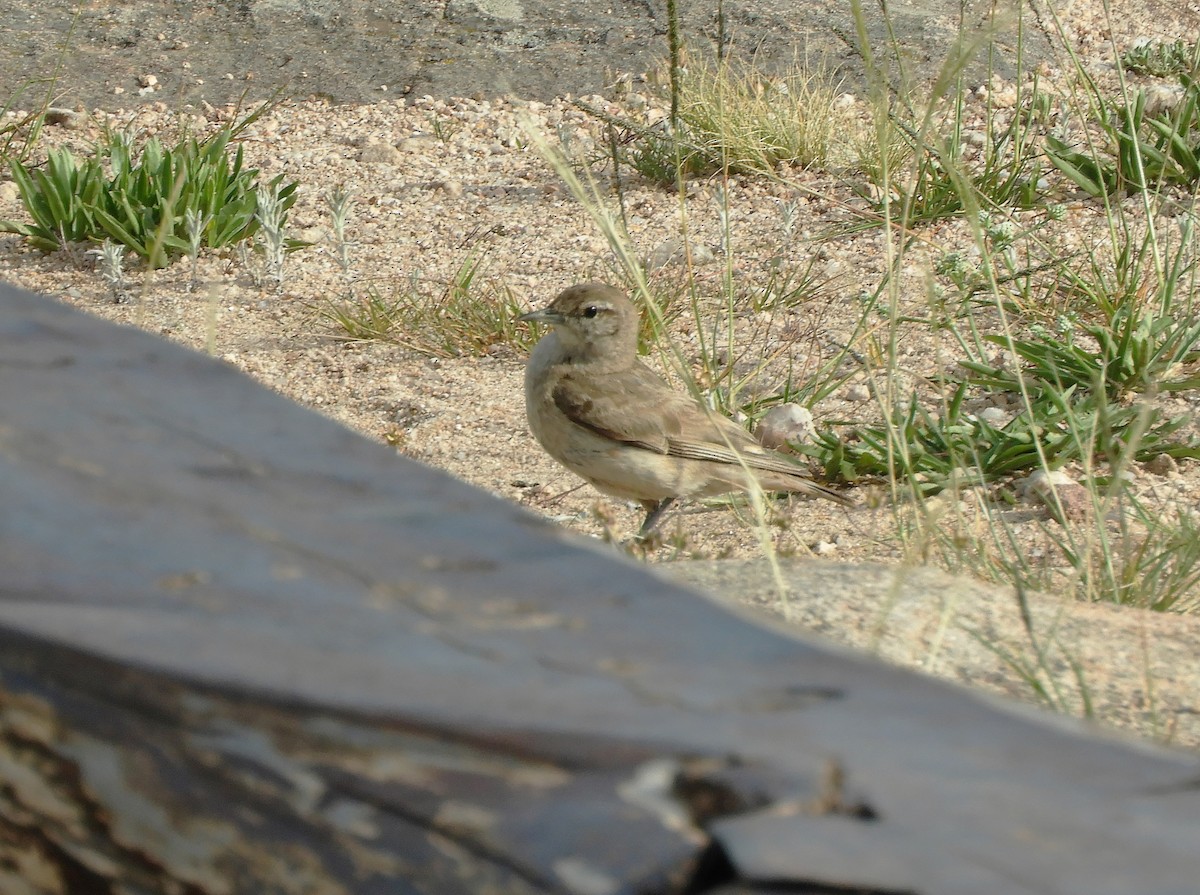 Rufous-banded Miner - ML620795611