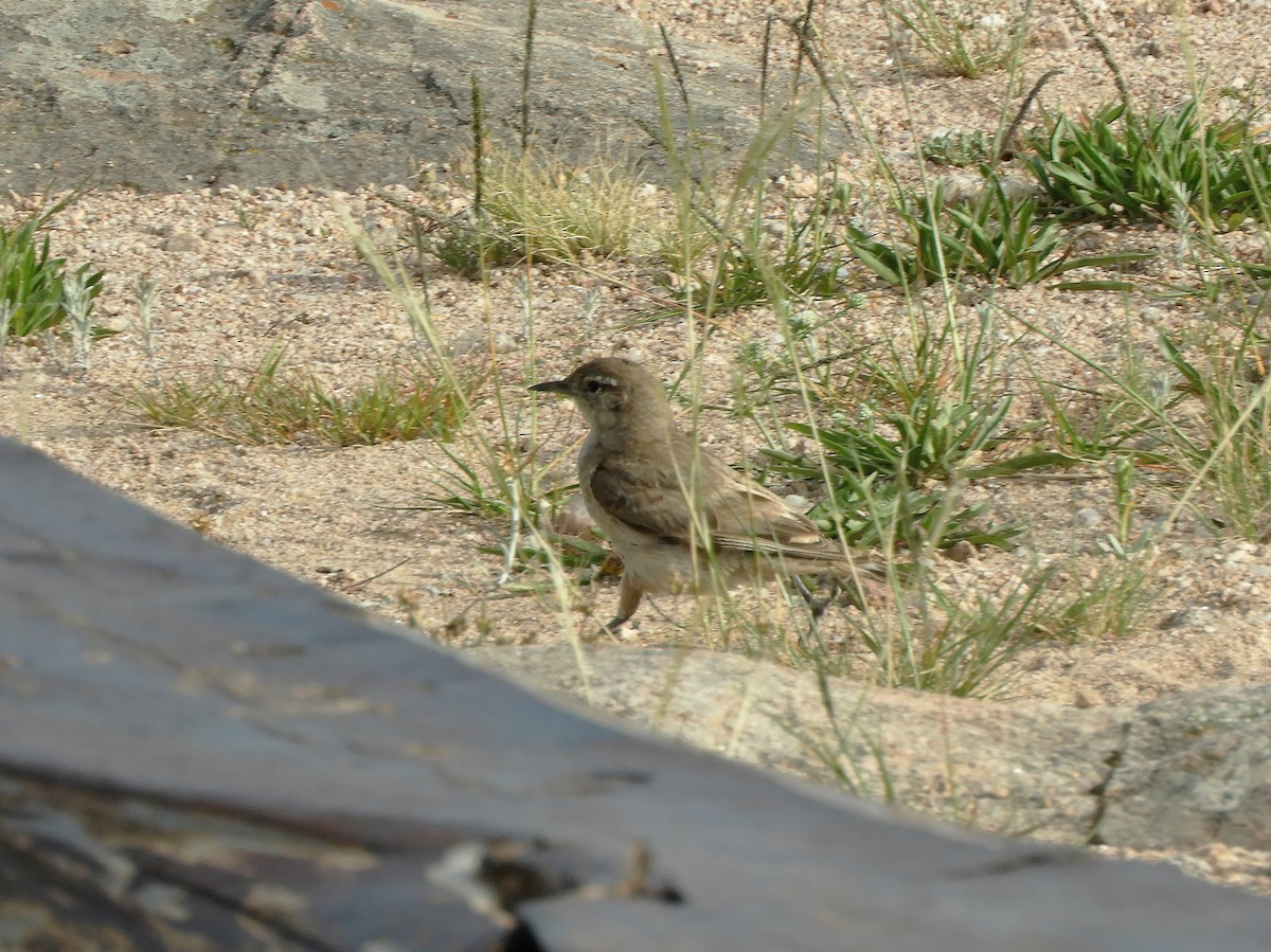 Rufous-banded Miner - ML620795613