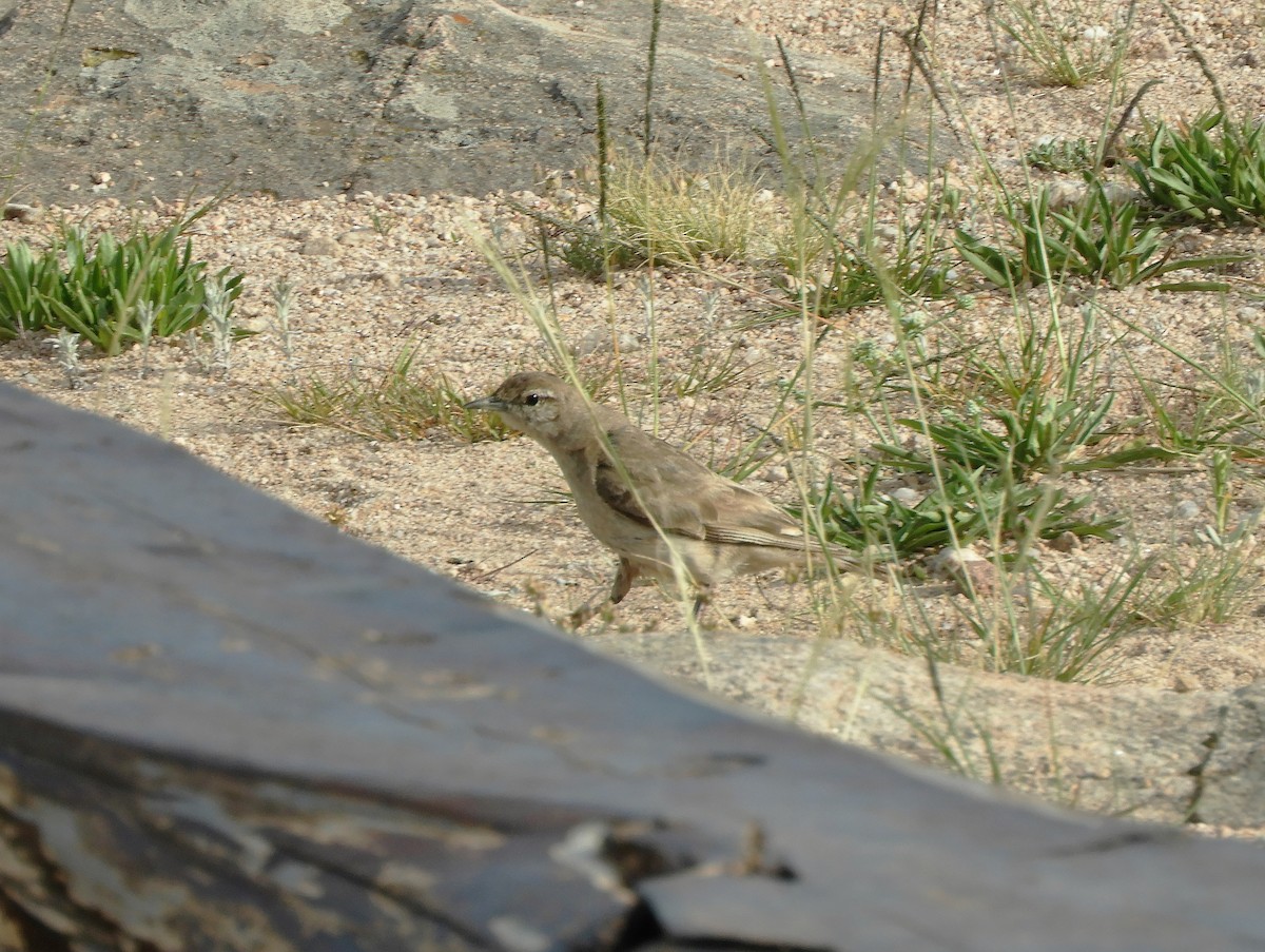 Rufous-banded Miner - ML620795615