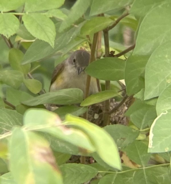 American Redstart - ML620795616