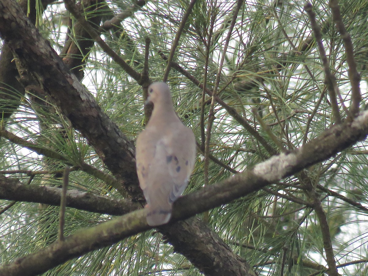 Eared Dove - ML620795617