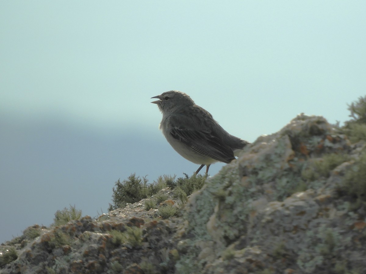 Ash-breasted Sierra Finch - ML620795627