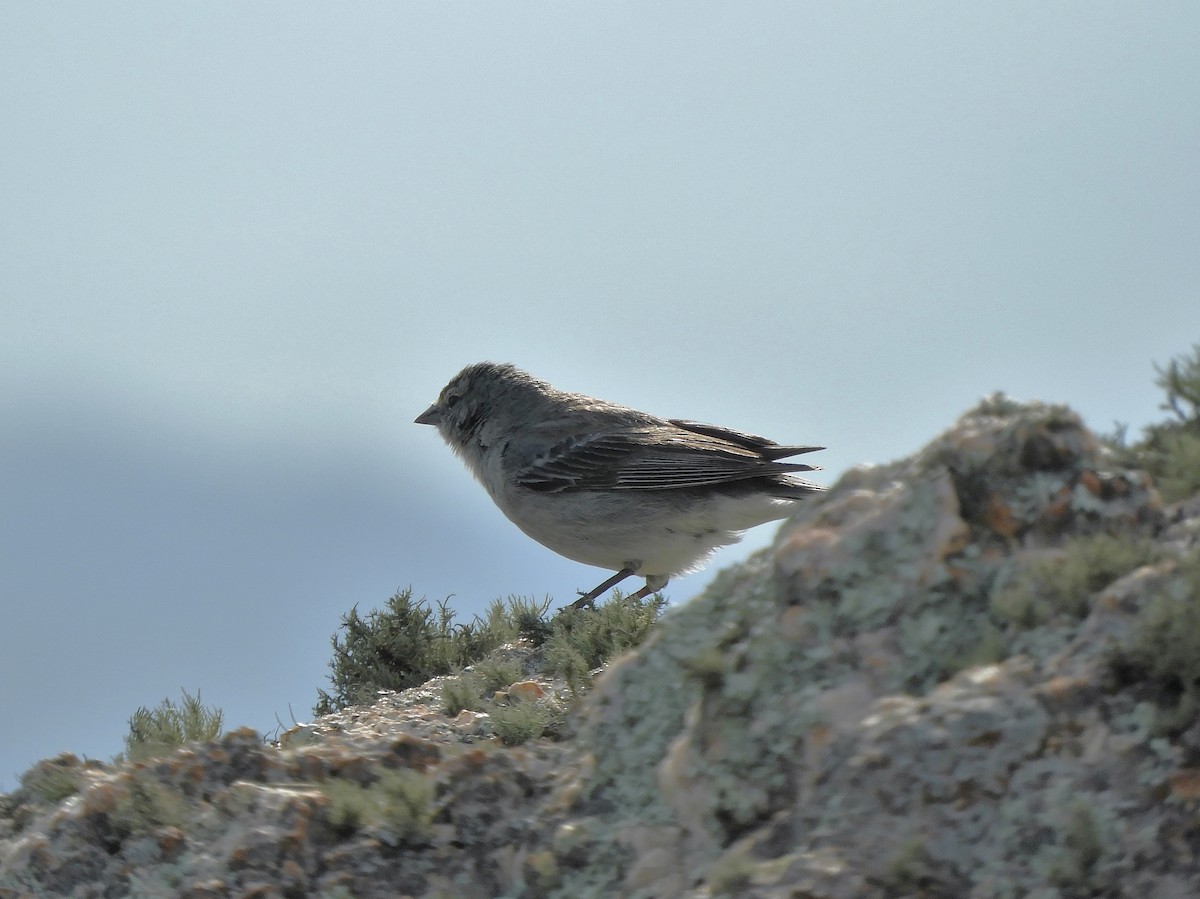 Ash-breasted Sierra Finch - ML620795629