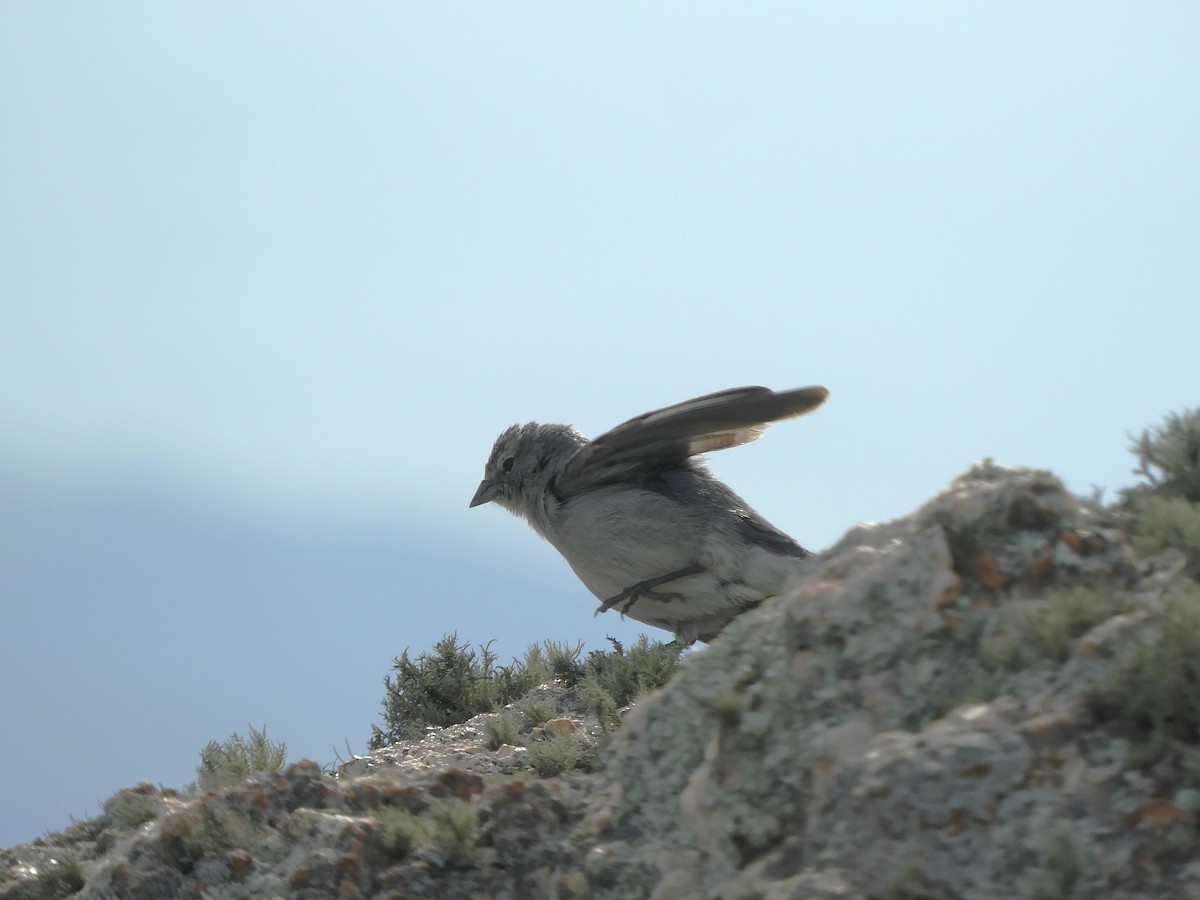 Ash-breasted Sierra Finch - ML620795630