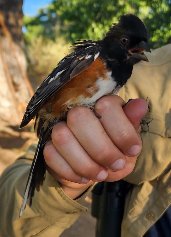 Spotted Towhee - ML620795646