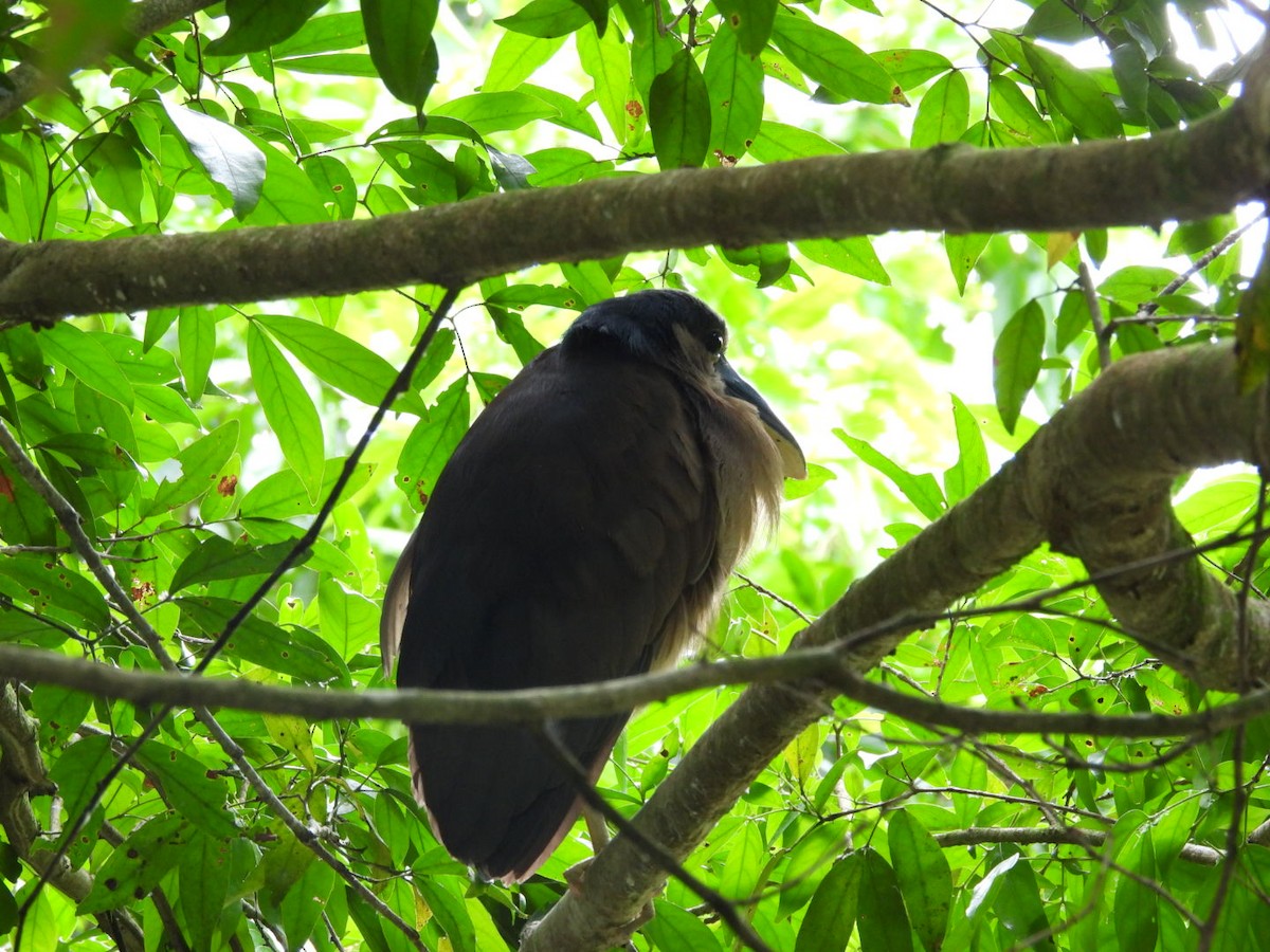 Boat-billed Heron - ML620795653