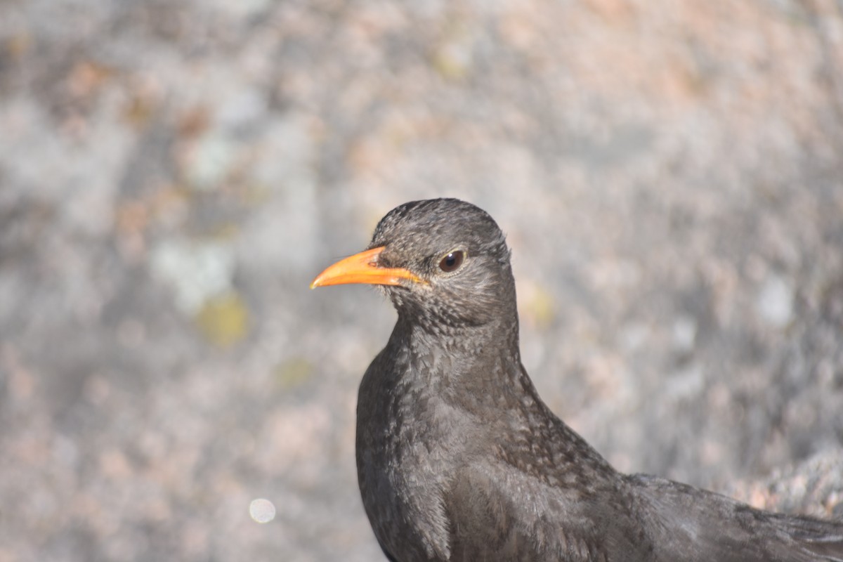 Chiguanco Thrush - ML620795657