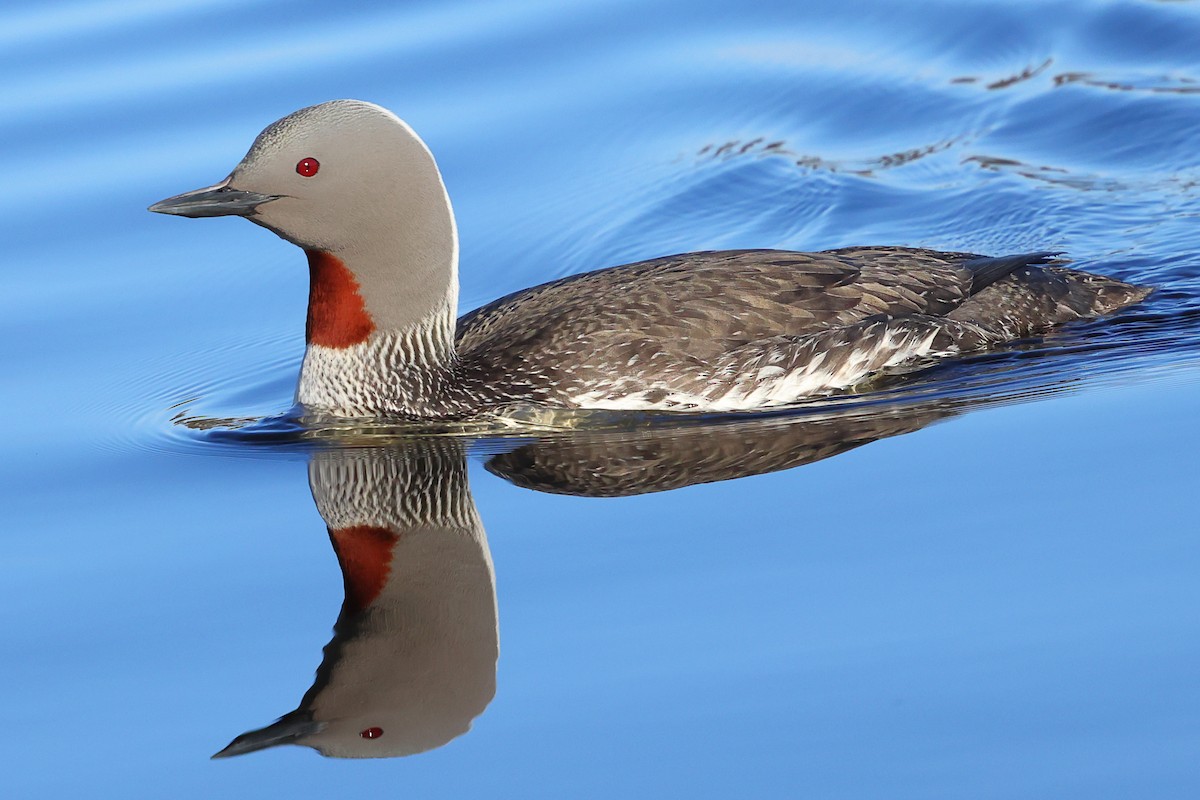Red-throated Loon - ML620795659