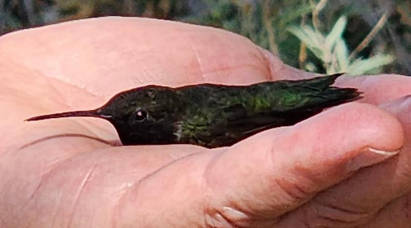 Black-chinned Hummingbird - ML620795660