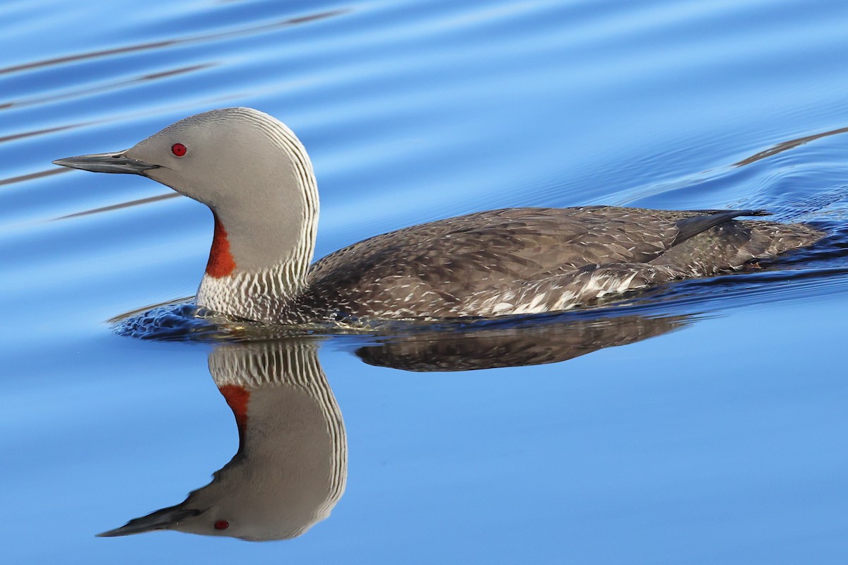 Red-throated Loon - ML620795664