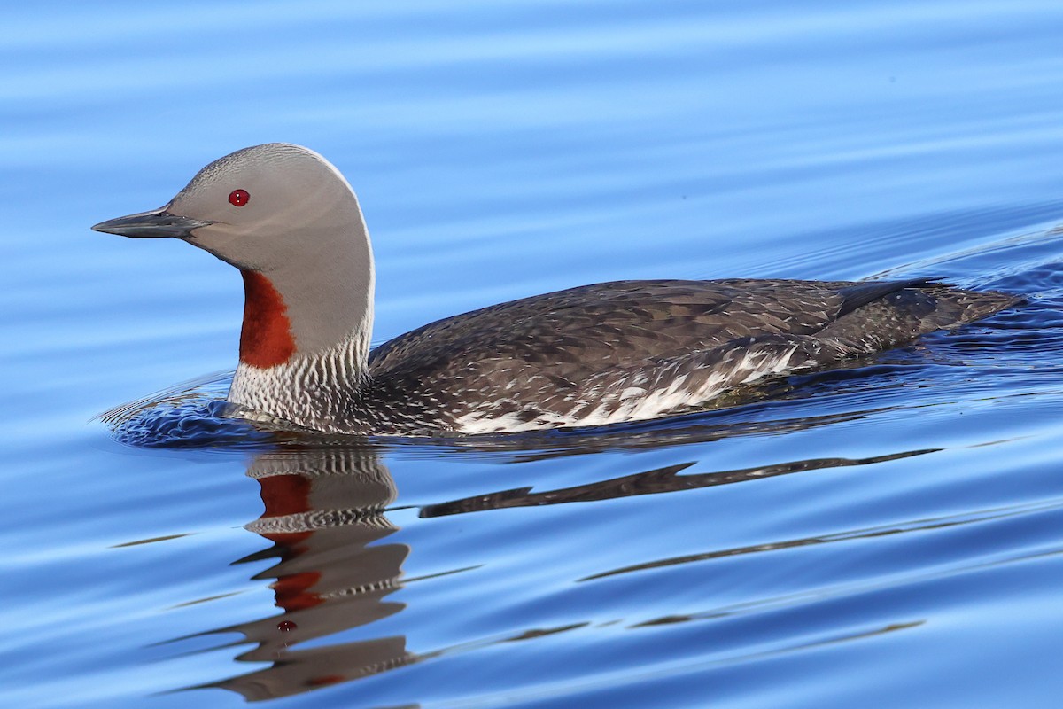 Red-throated Loon - ML620795665