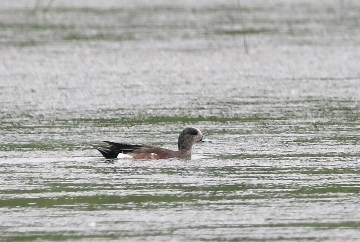 American Wigeon - ML620795666