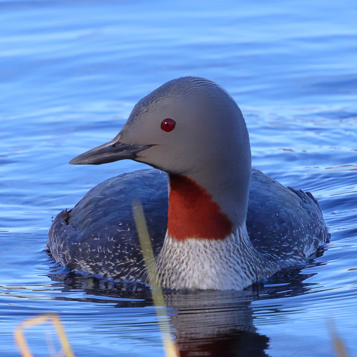 Red-throated Loon - ML620795667