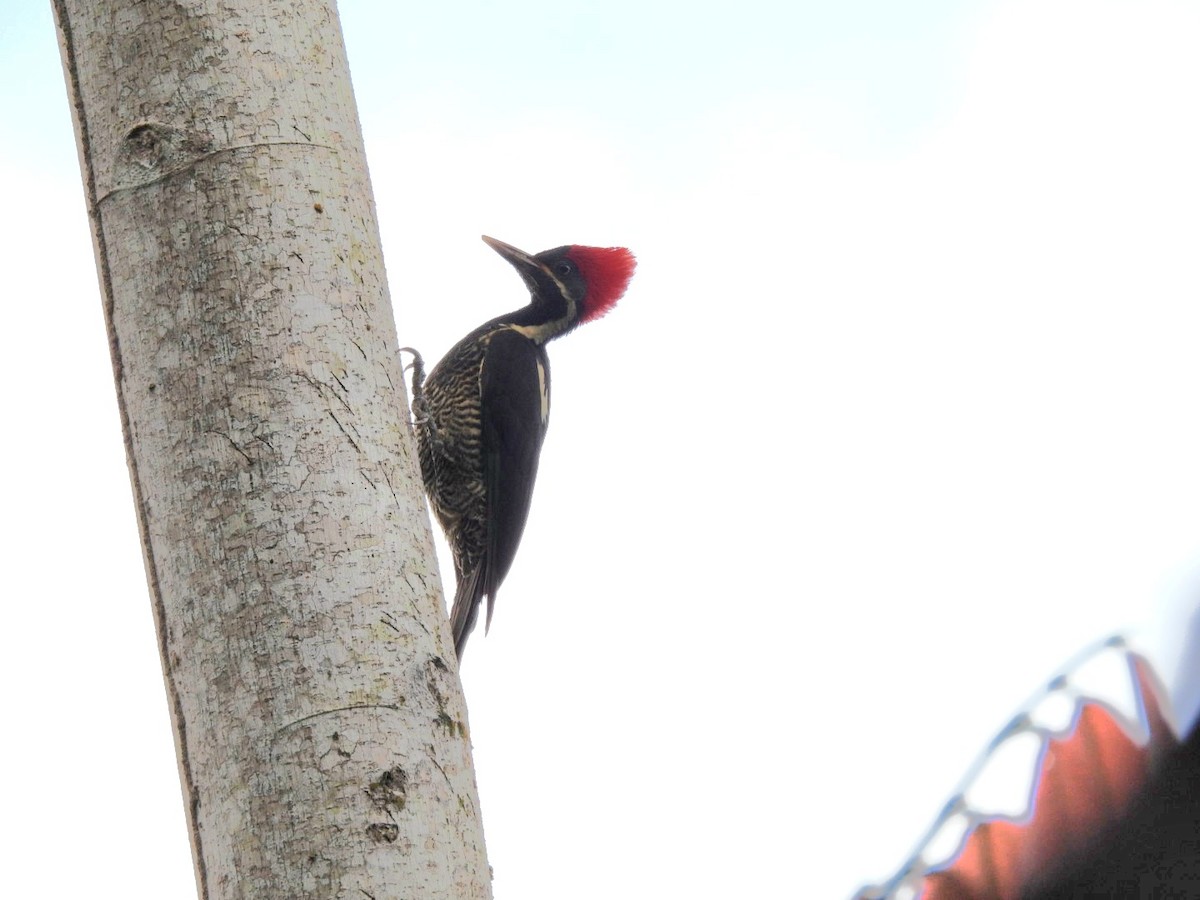 Lineated Woodpecker - ML620795676