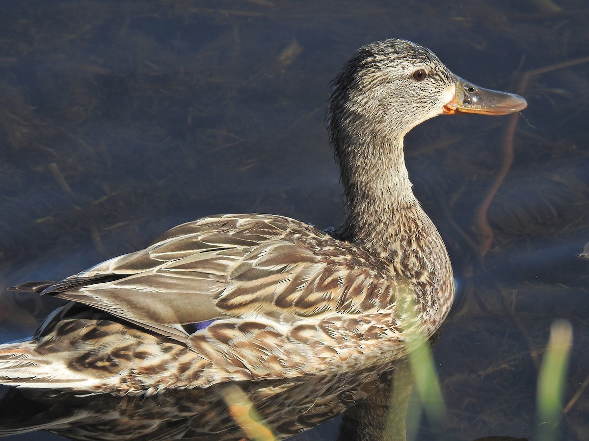 Mallard - ML620795698