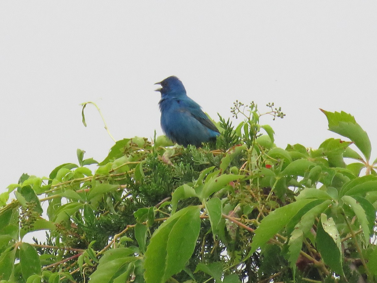 Indigo Bunting - ML620795703