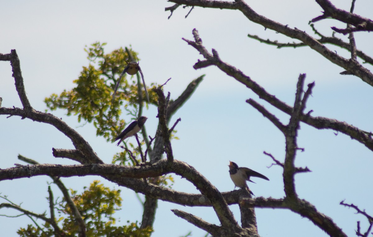 Barn Swallow - ML620795708