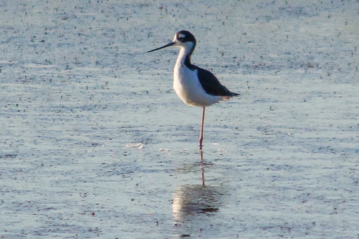 Black-necked Stilt - ML620795710