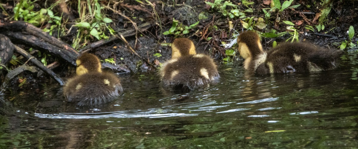 Canard musqué (forme domestique) - ML620795712