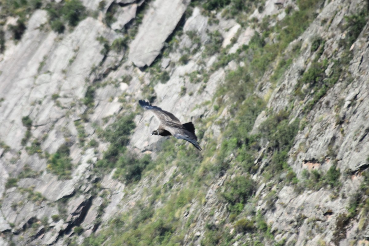 Andean Condor - ML620795714