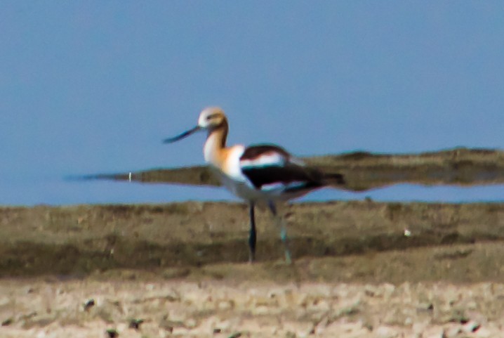 Avoceta Americana - ML620795715