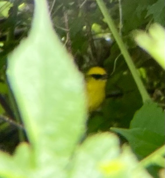 Blue-winged Warbler - ML620795718