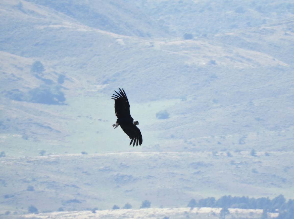 Andean Condor - ML620795719