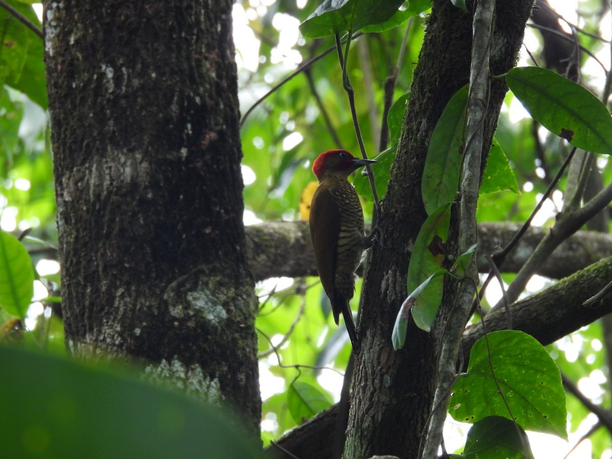 Rufous-winged Woodpecker - Néstor Villalobos Rojas