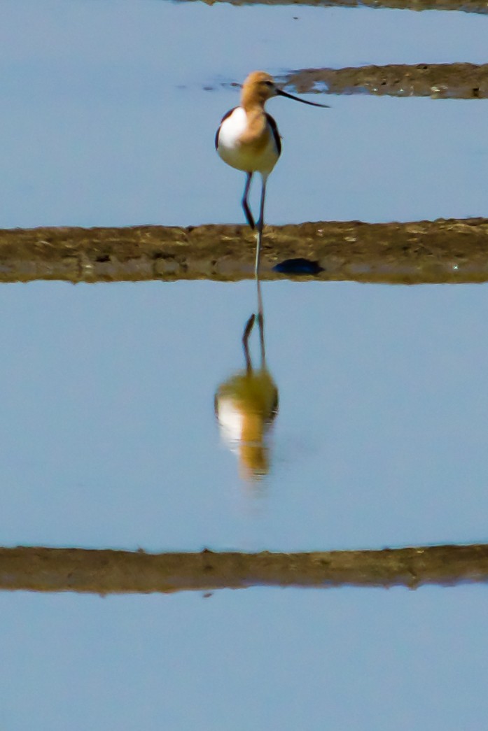 Avoceta Americana - ML620795722