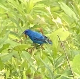 Indigo Bunting - ML620795723