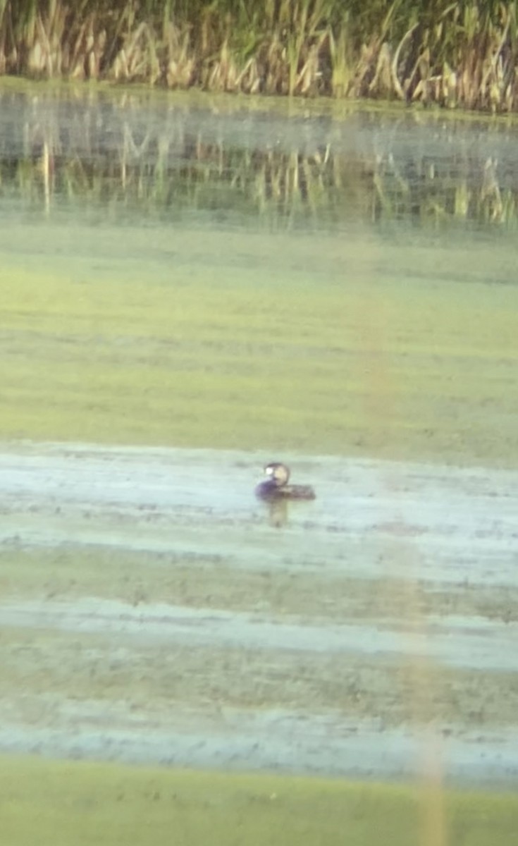 Pied-billed Grebe - ML620795724