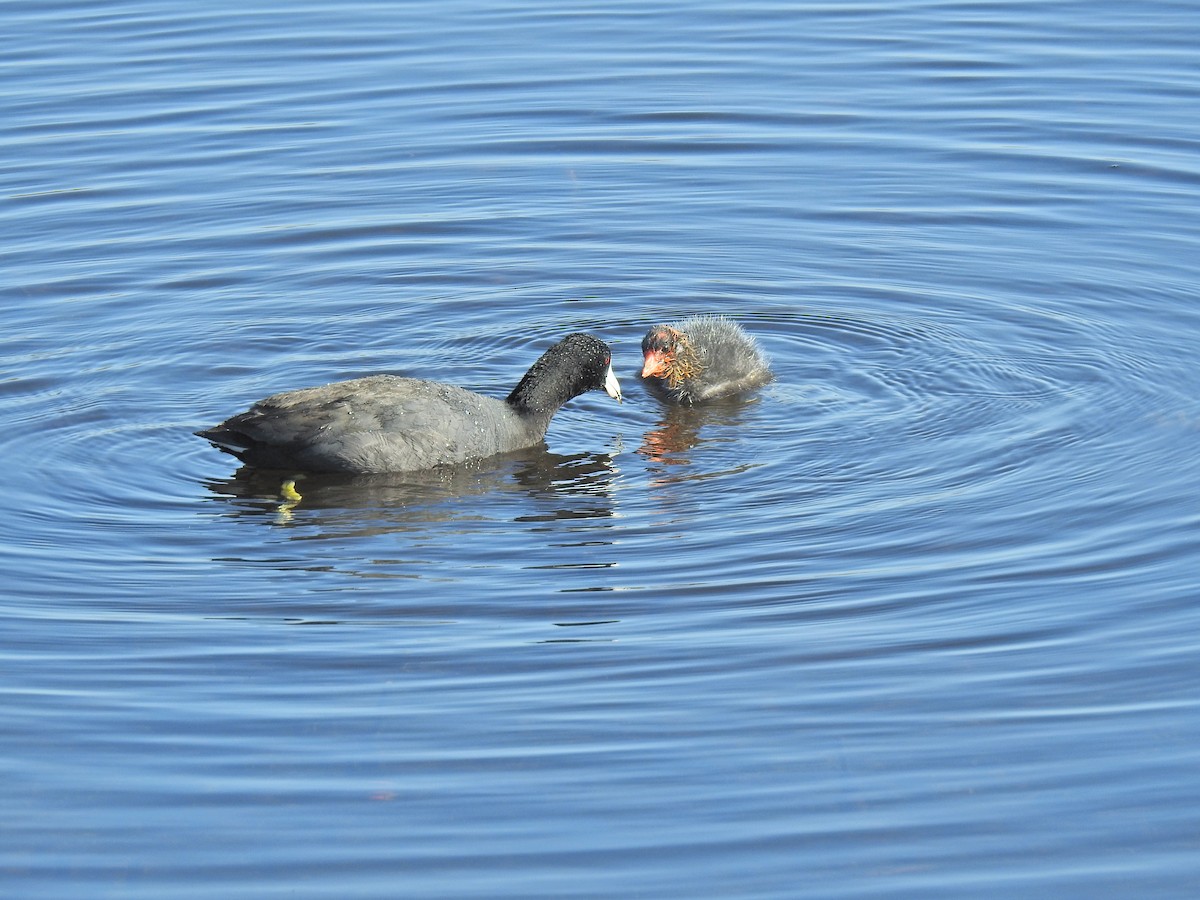 American Coot - ML620795725