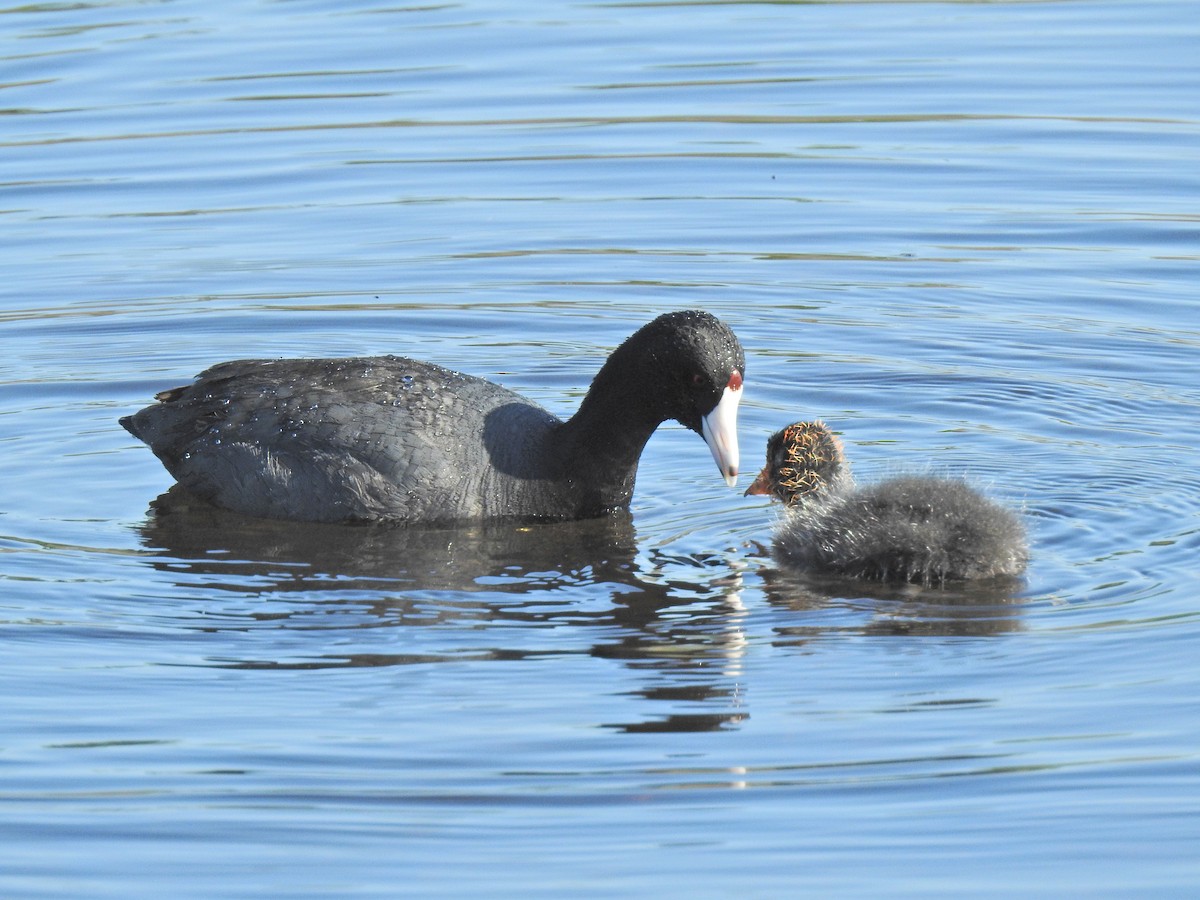 American Coot - ML620795728