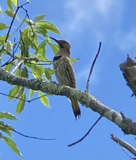 Northern Flicker (Yellow-shafted) - ML620795729