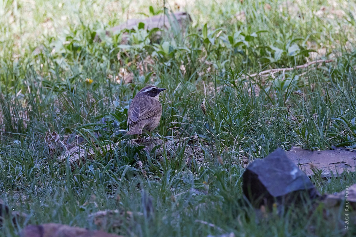 Brown Accentor - ML620795731
