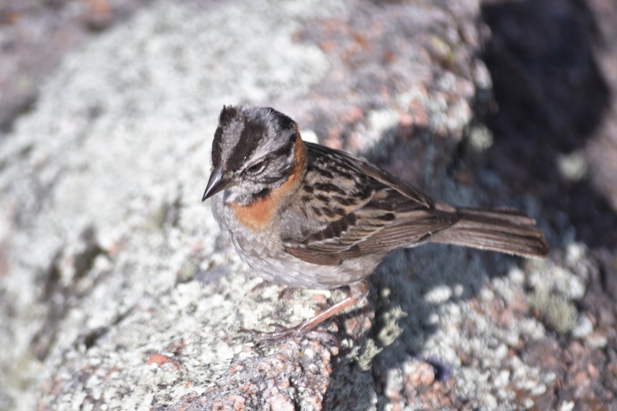 Rufous-collared Sparrow - ML620795732