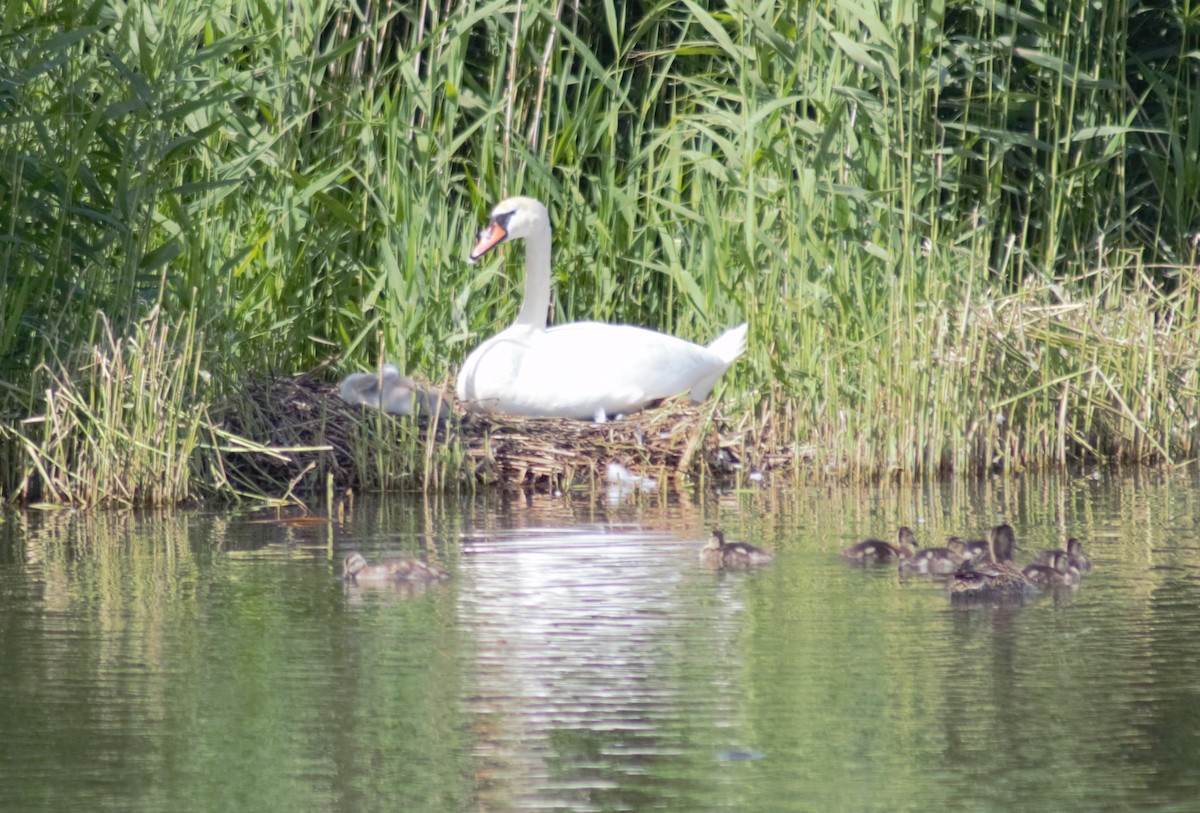 Höckerschwan - ML620795733