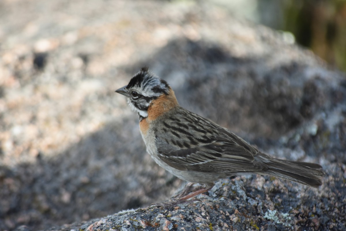 Rufous-collared Sparrow - ML620795734