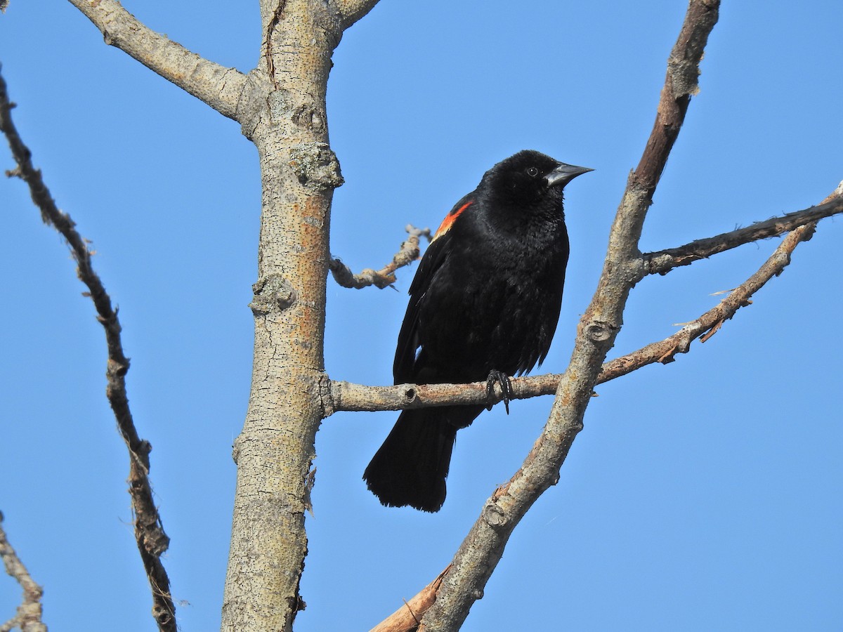 Red-winged Blackbird - ML620795735