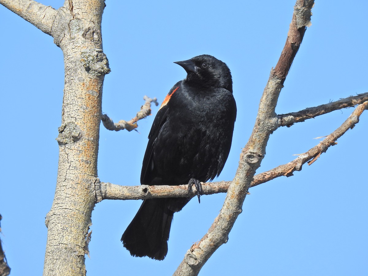 Red-winged Blackbird - ML620795737