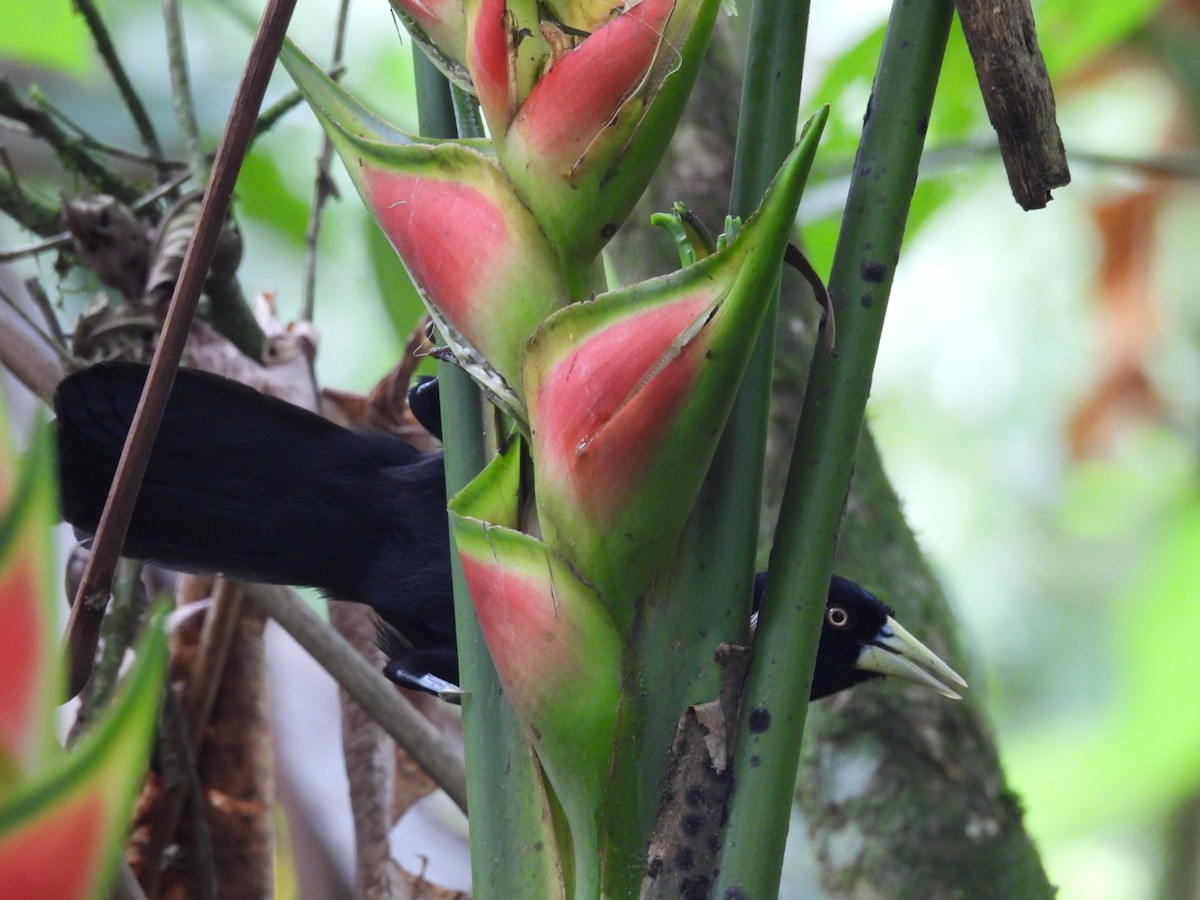 Yellow-billed Cacique - ML620795738