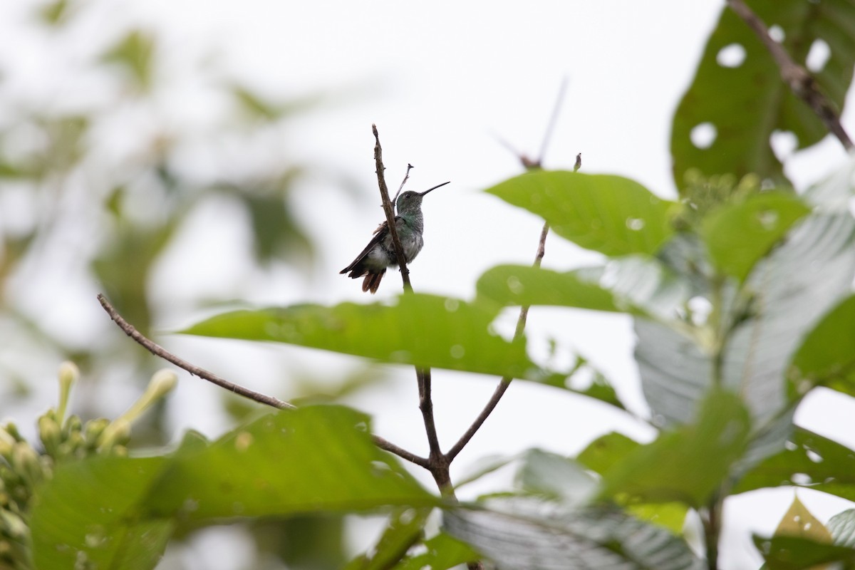 Blue-chested Hummingbird - ML620795740