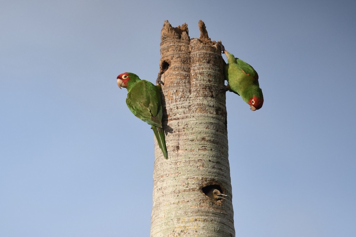 Red-masked Parakeet - ML620795745