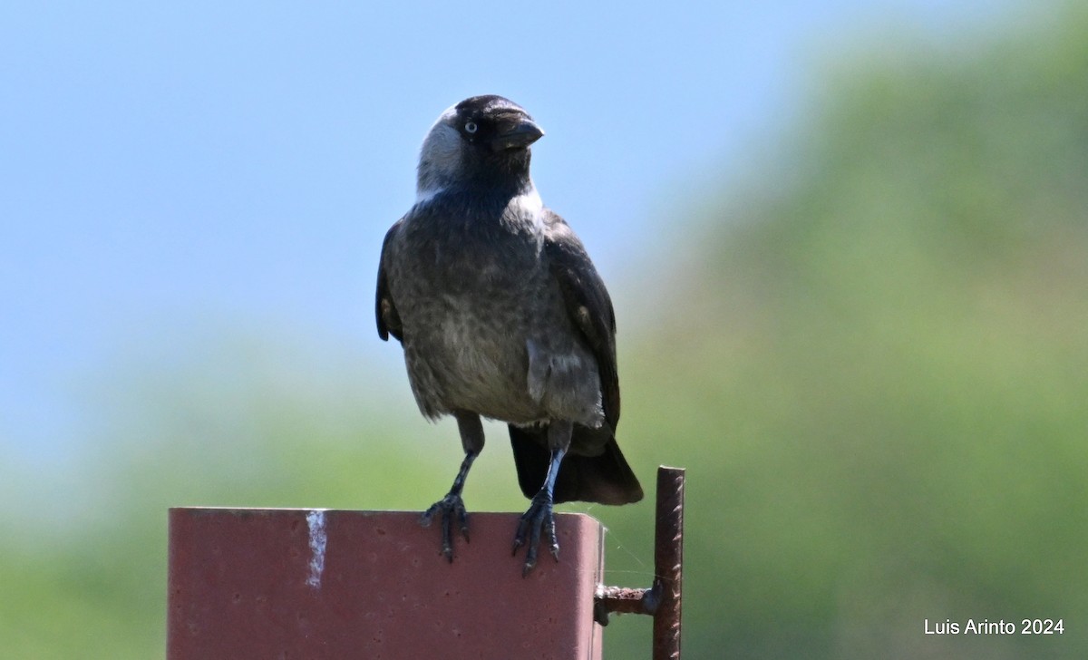 Eurasian Jackdaw - ML620795748